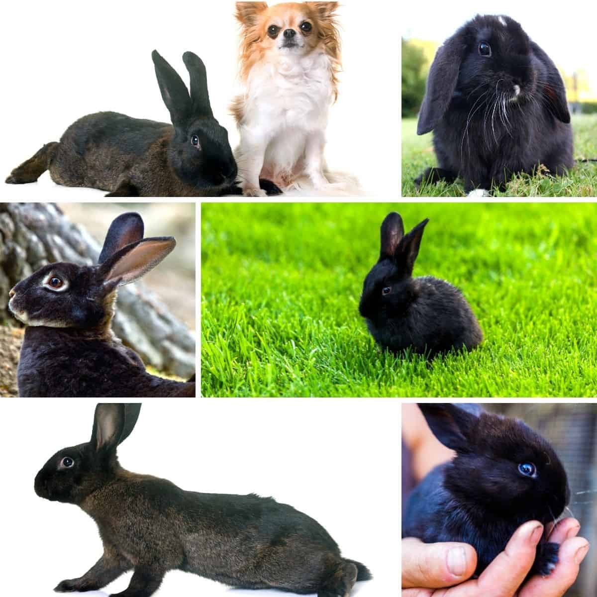 Cute Names For Black Rabbits Girl